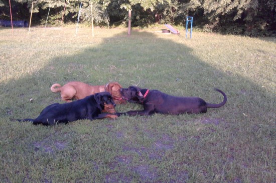 Hundeschule in Zossen